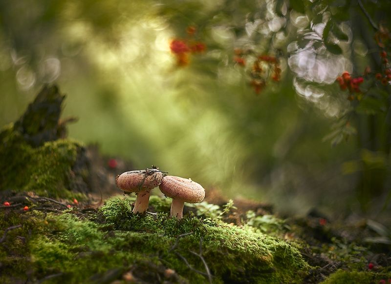 волнушки-сеструшки фото превью