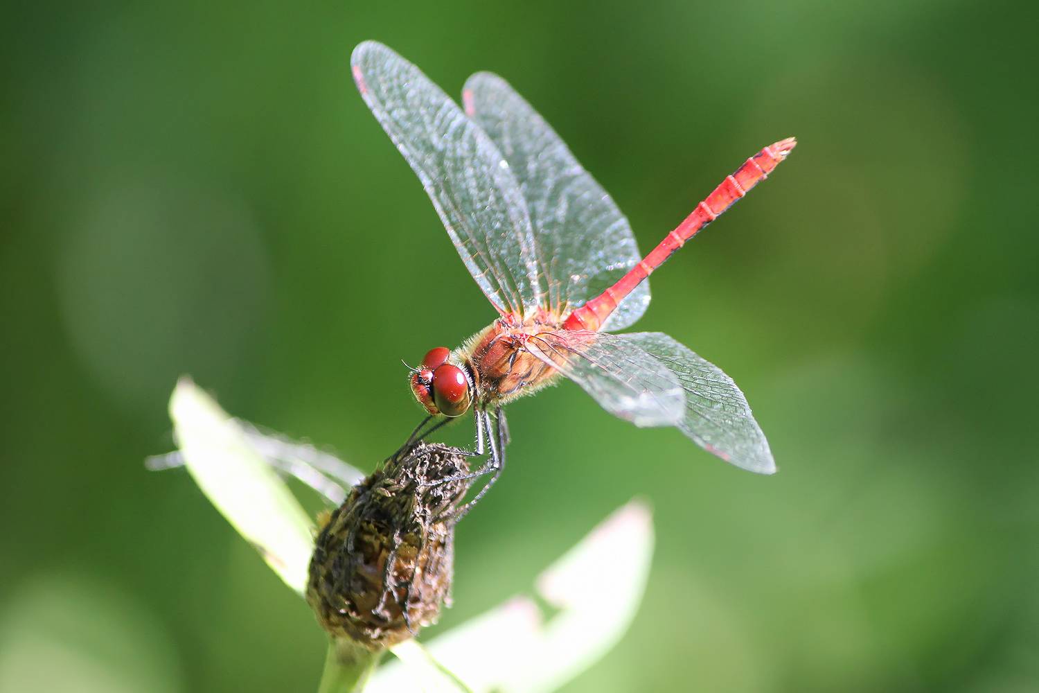 стрекоза кроваво-красная, сжатобрюх кроваво-красный, стрекоза кровяная, sympetrum sanguineum, КарОл