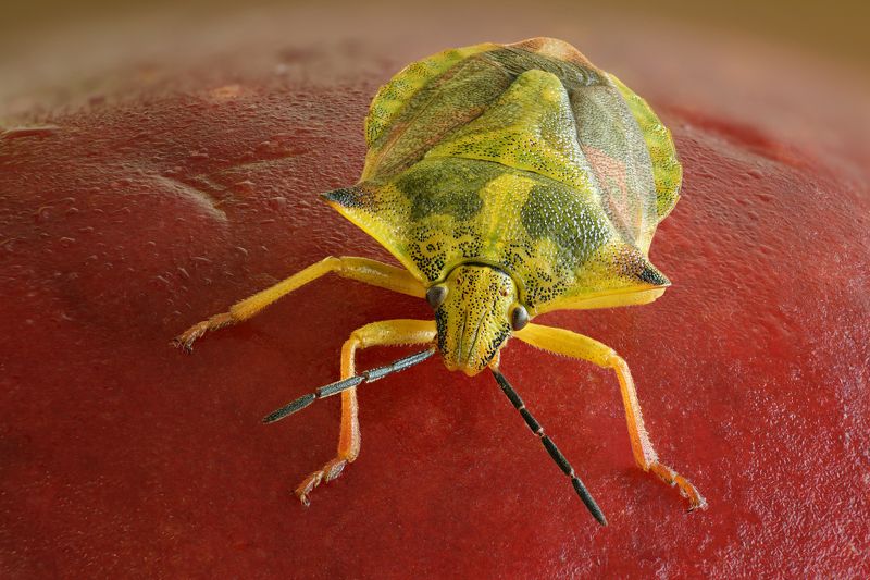 Древестный клоп фото превью