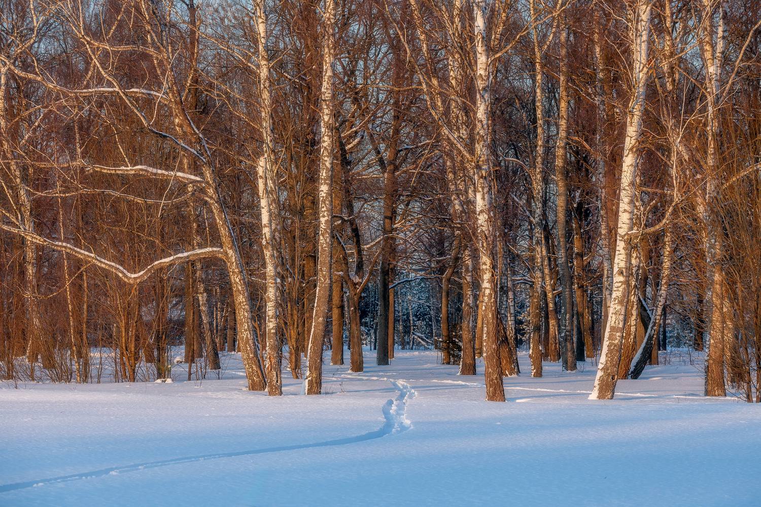 природа, зима, зимний лес, лес, много снега, пейзаж, Московская область, Мартыненко Дмитрий