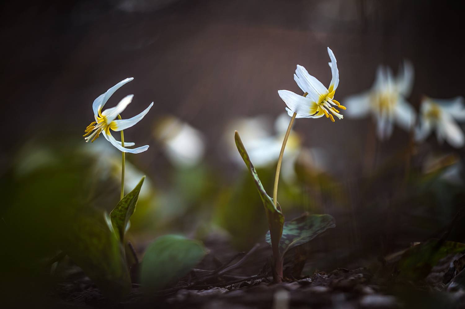 , Илья Михеев