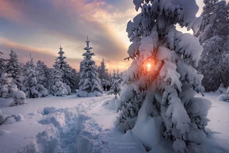 уван, лес, зима, горы Зимний вечер фото превью
