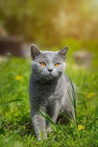 Кот на траве