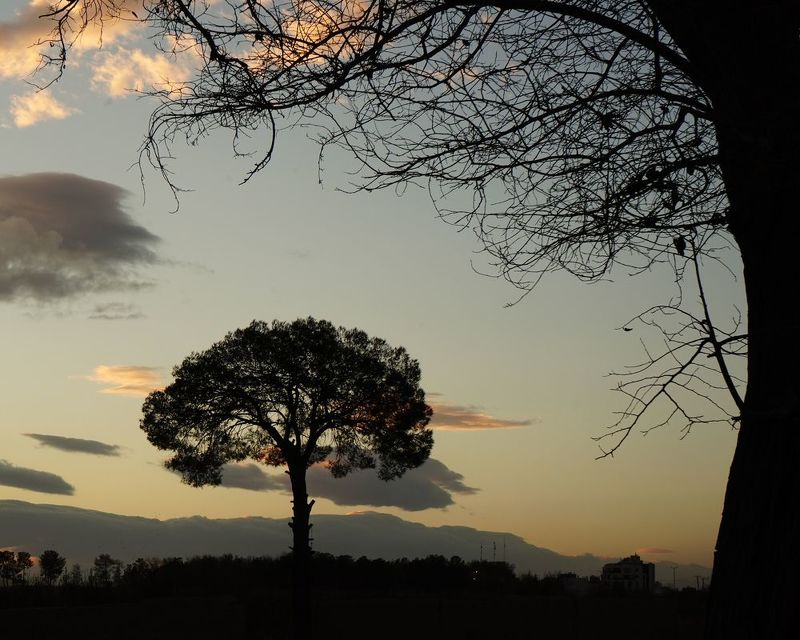 Trees and sunset фото превью