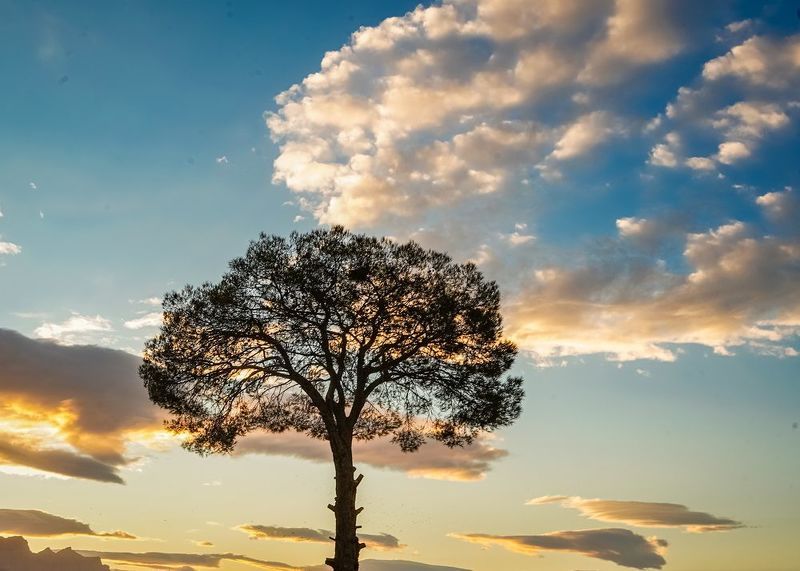 Tree and sky фото превью