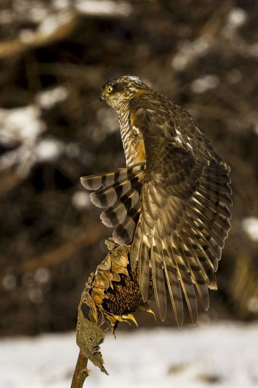 природа *** фото превью