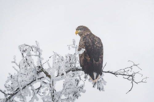 Извороты