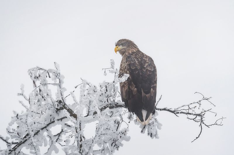 кавказ, кмв, георгиевск, птицы, орлан-белохвост, орлан, орланы, зима Извороты фото превью