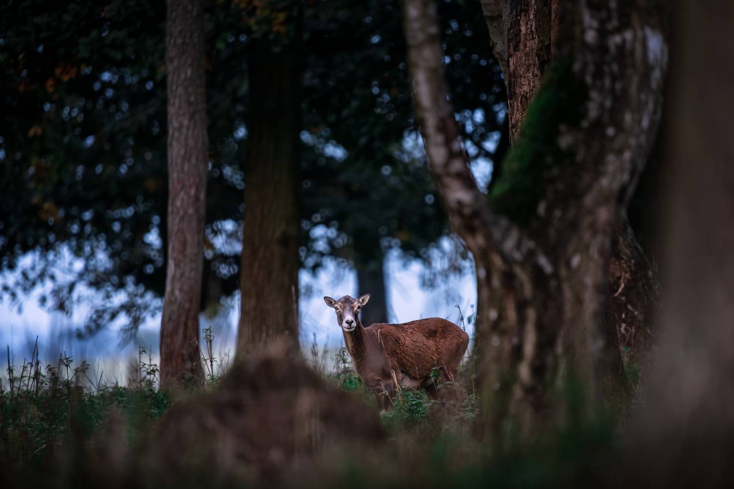 , Георгий Бычковский