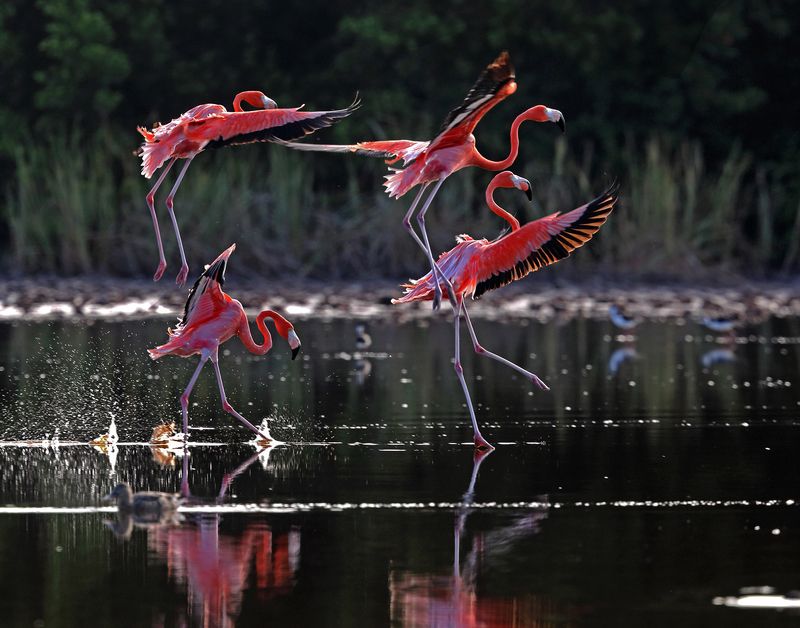 Жар-птицы фото превью