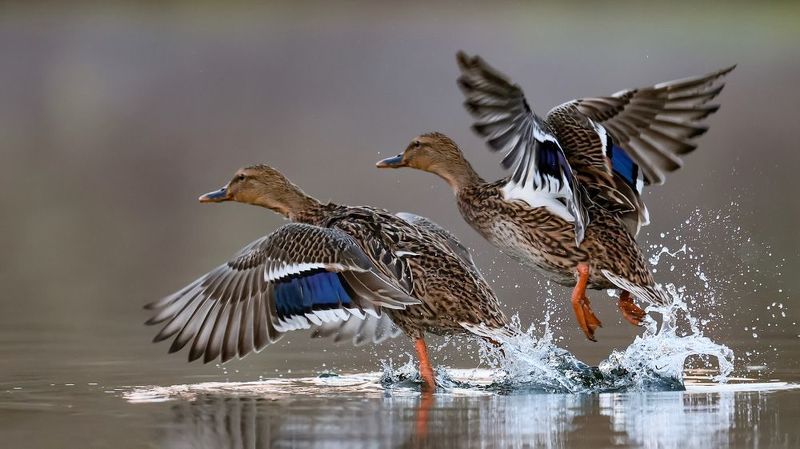 Ducks  фото превью