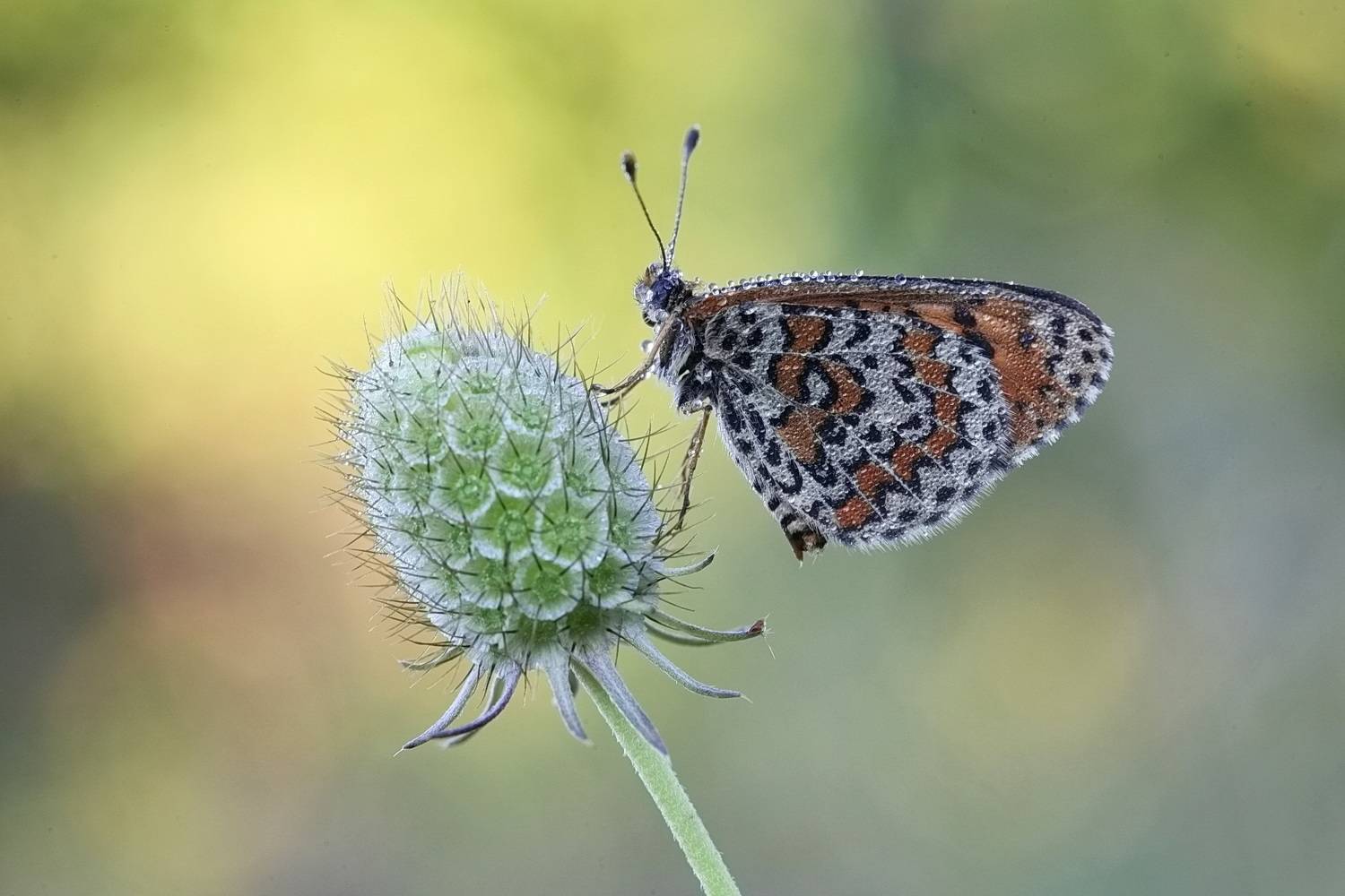 шашечница, шашечница цинксия, melitaea, Леонид