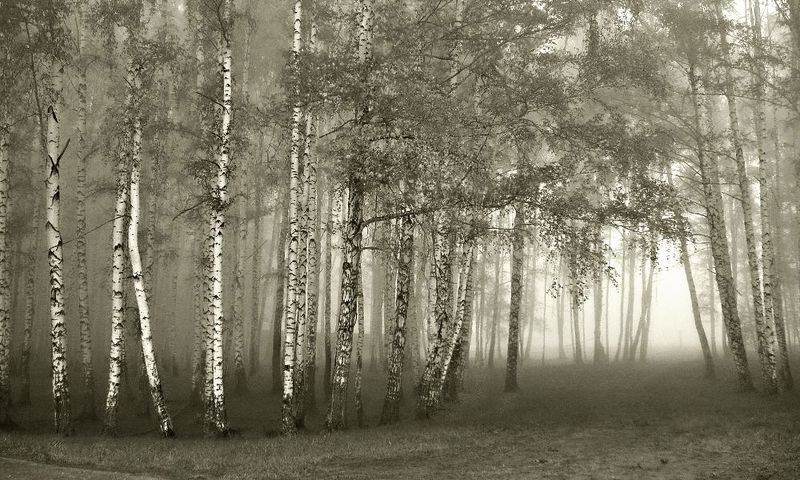В Лесной сказке туман заблудился фото превью