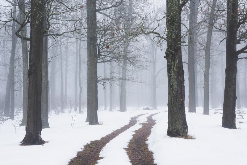 Декабрьским вечером в лесу фото превью