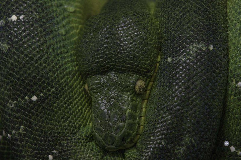 Emerald tree boa фото превью