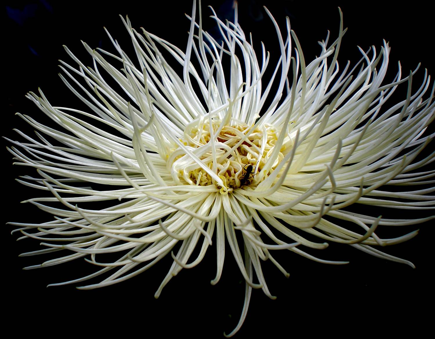 , Савоцкий Роман