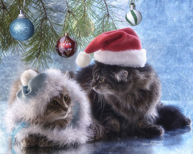 Дед Мороз и Снегурочка фото превью