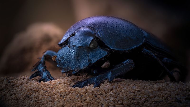scarabaeus typhon Скарабейчик фото превью
