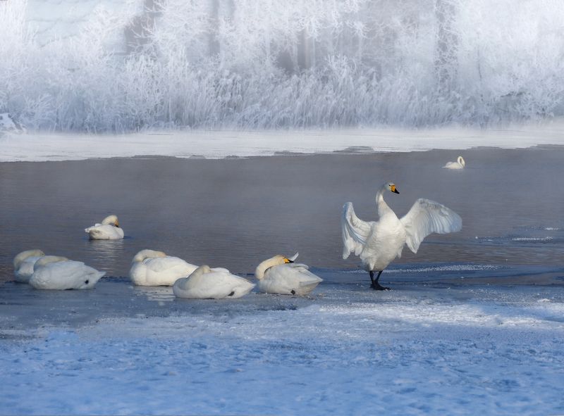 Из жизни лебедей фото превью