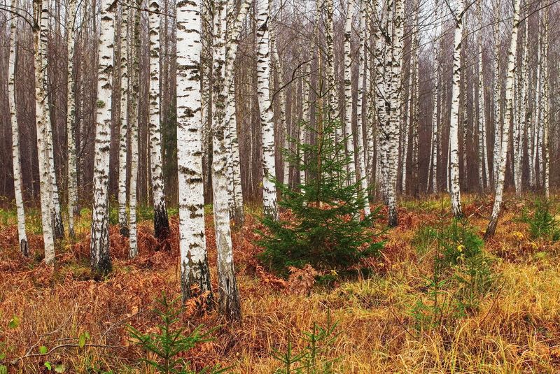 Новогодняя фото превью