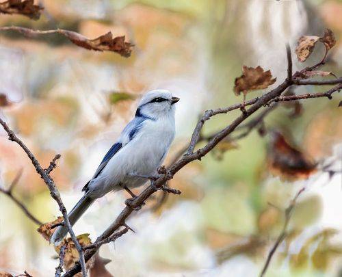 Князёк  (2 ФОТО)