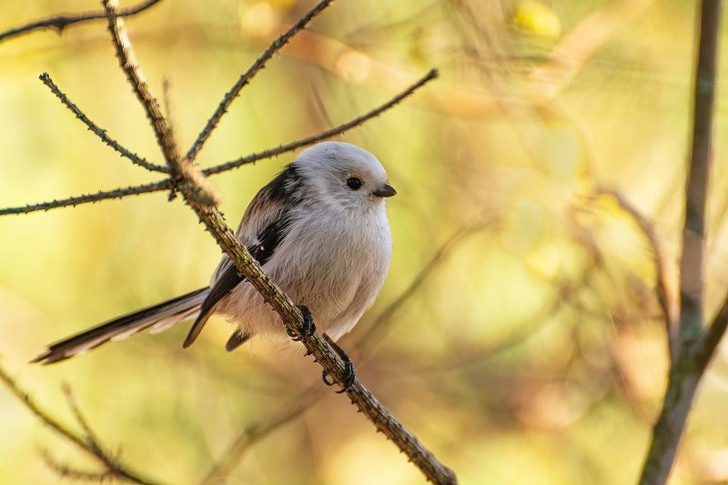 Осенний Ополовник :) фото превью