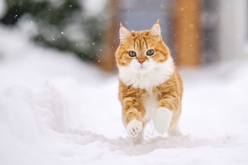 Рыжий! фото превью