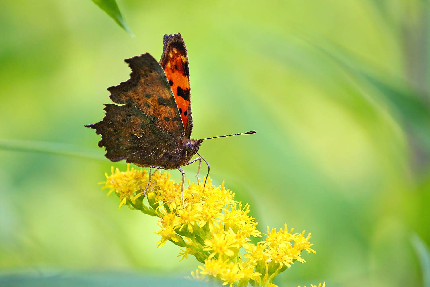 углокрыльница c-белое, углокрыльница с-белое, углокрыльница ц-белое, polygonia c-album, КарОл
