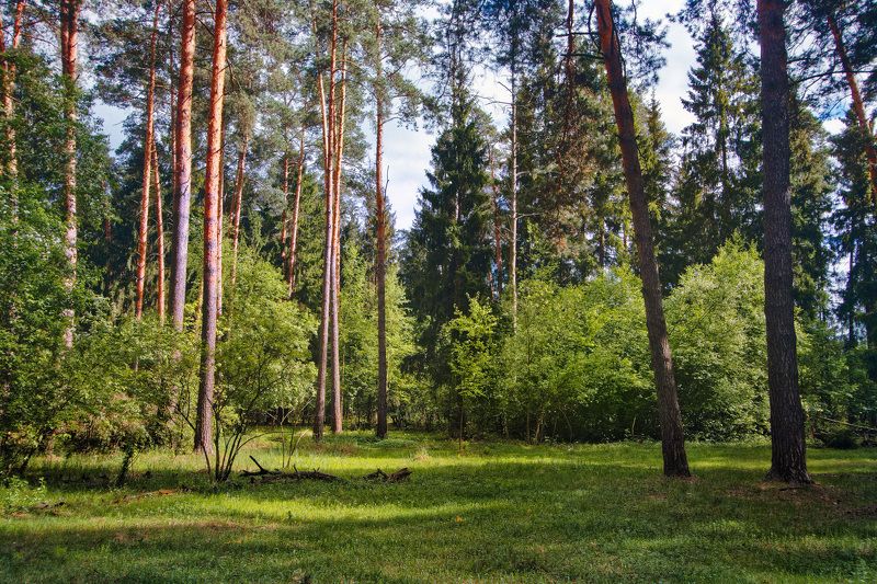 лето, лес, свет В летнем лесу фото превью