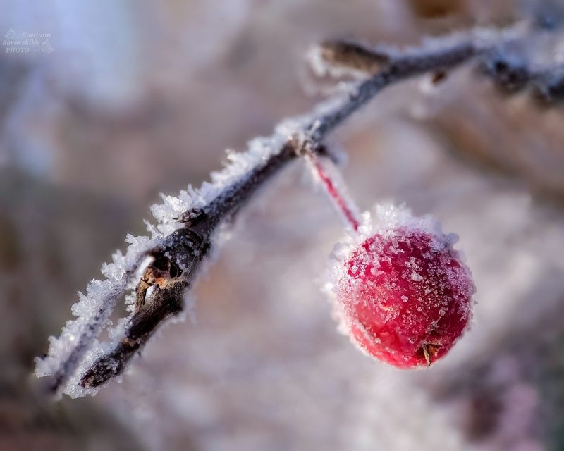 макро,  макро на телефон, macro, macro lens, зима, ягода, мороз, Привет, Зима! фото превью