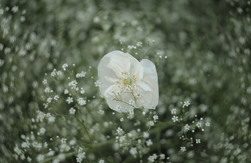 гелиос, 44м4 Белый танец фото превью
