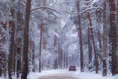 На лесной дороге
