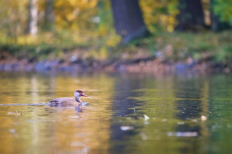 Красноносый нырок фото превью