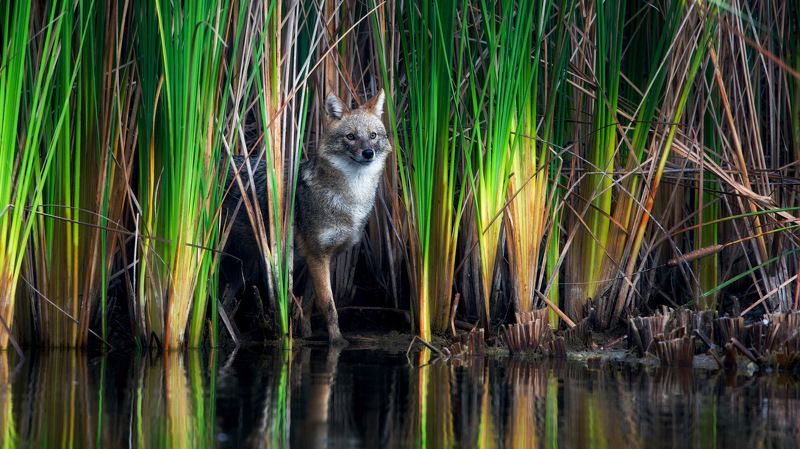 Golden jackal  фото превью