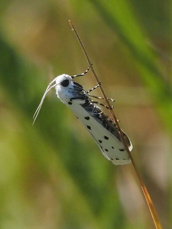 бабочка моль горностаевая черёмуховая фото превью