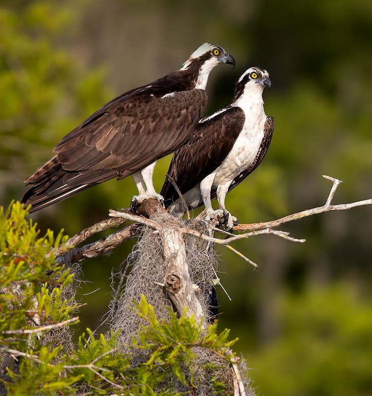 скопа, osprey, florida, флорида, хищные птицы, raptor, wildlife, wild Osprey сouple - Пара Скопы фото превью