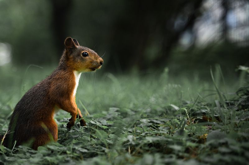 белка Любопытная белочка фото превью
