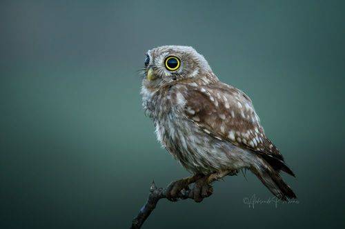 Сумерки. Совсем один