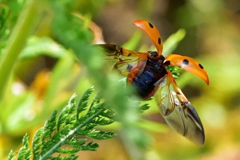 In flight.. фото превью