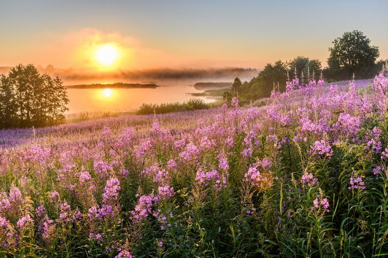 Сиреневое утро фото превью