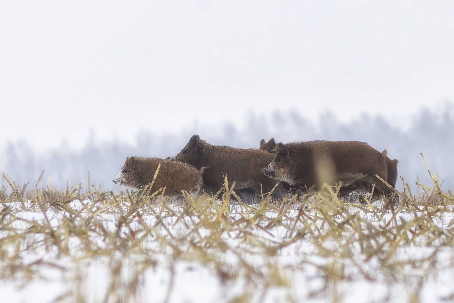 животные, кабан, дикая природа, природа, зима, wildlife, nature , Пронин Денис