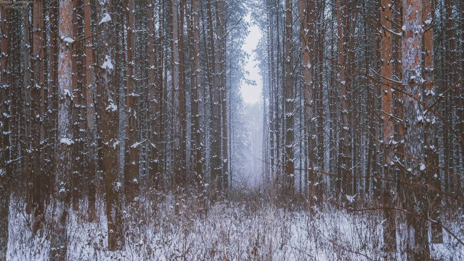природа ,пейзаж ,зима ,лес ,winter ,forest ,nature ,landscape, Romanov Denis