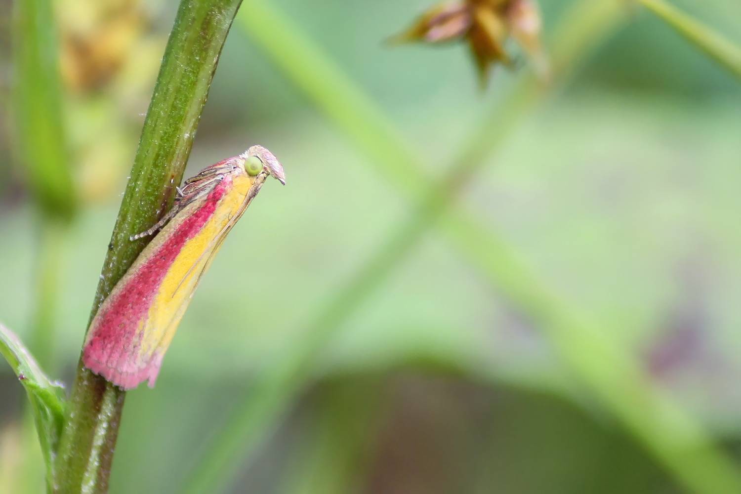огнёвка люцерновая, oncocera semirubella, КарОл