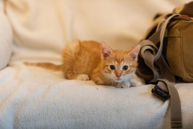 #кот #котлео ЛЕО. фото превью