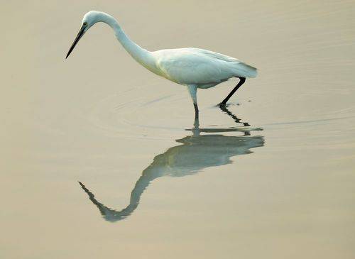 Egret