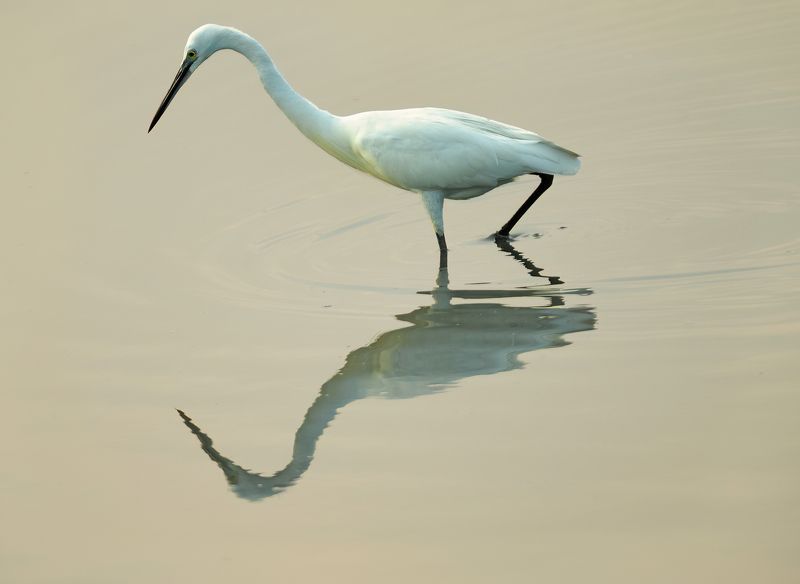closeup, bird, birds, wild, wings, beauty, nature, swan, feather, spread, little sparrow,animal,animals,nikon,tailorbird,portraitm,eyes,eagle,kite,flying,sky,prey Egret фото превью