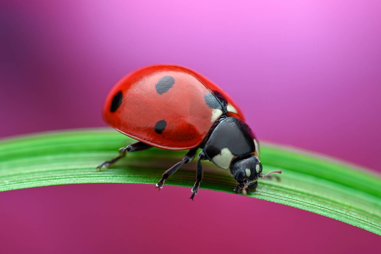 ceclii, macro, Цветан Ганев