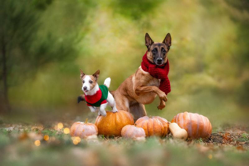 Flying over pumpkins фото превью