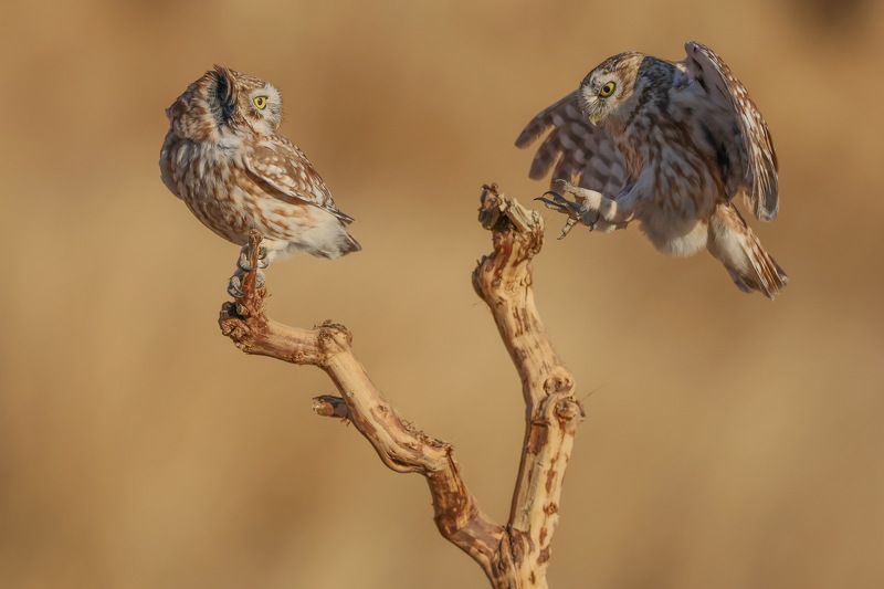 Little owls  фото превью