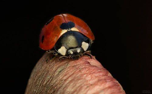 осенняя коровка